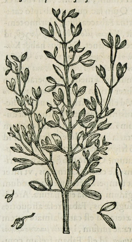 An illustration from Historia generalis plantarum : in libros XVIII per certas classes artificiose digesta, Haec plusquam mille imaginibus plantarum locupletior superioribus, omnes propemodum quae ab antiquis scriptoribus, Graecis, Latinis, Arabibus, nominantur: necnon eas quae in orientis atque Occidentis partibus, ante seculum nostrum incognitis, repertae fuerunt, tibi exhibet ; habes etiam earundem plantarum peculiaria diversis nationibus nomina: habes amplas descriptiones, è quibus singularum genus, formam, ubi crescant et quo tempore vigeant, natiorum temperamentum, vires denique in Medicina proprias cognosces., 1587, leaf 472