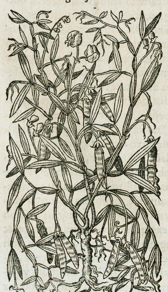 An illustration from Historia generalis plantarum : in libros XVIII per certas classes artificiose digesta, Haec plusquam mille imaginibus plantarum locupletior superioribus, omnes propemodum quae ab antiquis scriptoribus, Graecis, Latinis, Arabibus, nominantur: necnon eas quae in orientis atque Occidentis partibus, ante seculum nostrum incognitis, repertae fuerunt, tibi exhibet ; habes etiam earundem plantarum peculiaria diversis nationibus nomina: habes amplas descriptiones, è quibus singularum genus, formam, ubi crescant et quo tempore vigeant, natiorum temperamentum, vires denique in Medicina proprias cognosces., 1587, leaf 486