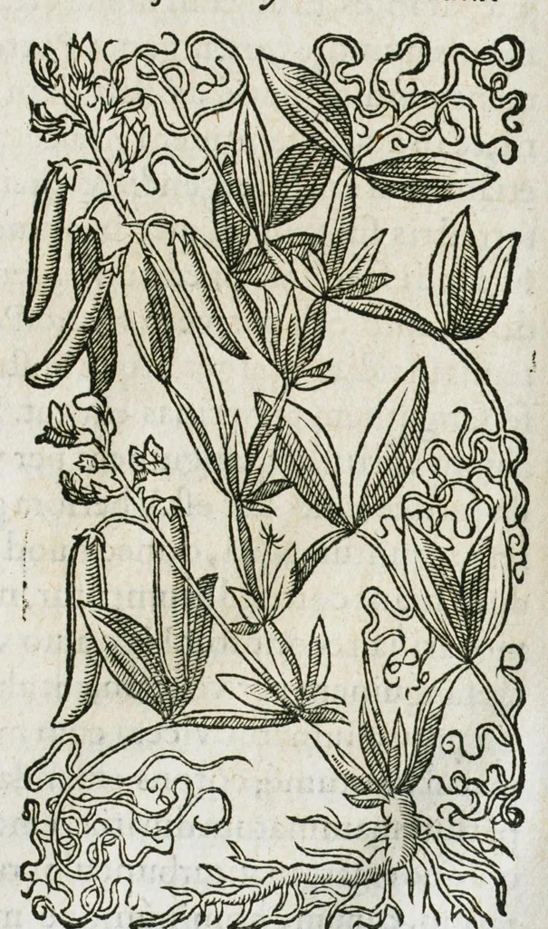 An illustration from Historia generalis plantarum : in libros XVIII per certas classes artificiose digesta, Haec plusquam mille imaginibus plantarum locupletior superioribus, omnes propemodum quae ab antiquis scriptoribus, Graecis, Latinis, Arabibus, nominantur: necnon eas quae in orientis atque Occidentis partibus, ante seculum nostrum incognitis, repertae fuerunt, tibi exhibet ; habes etiam earundem plantarum peculiaria diversis nationibus nomina: habes amplas descriptiones, è quibus singularum genus, formam, ubi crescant et quo tempore vigeant, natiorum temperamentum, vires denique in Medicina proprias cognosces., 1587, leaf 486