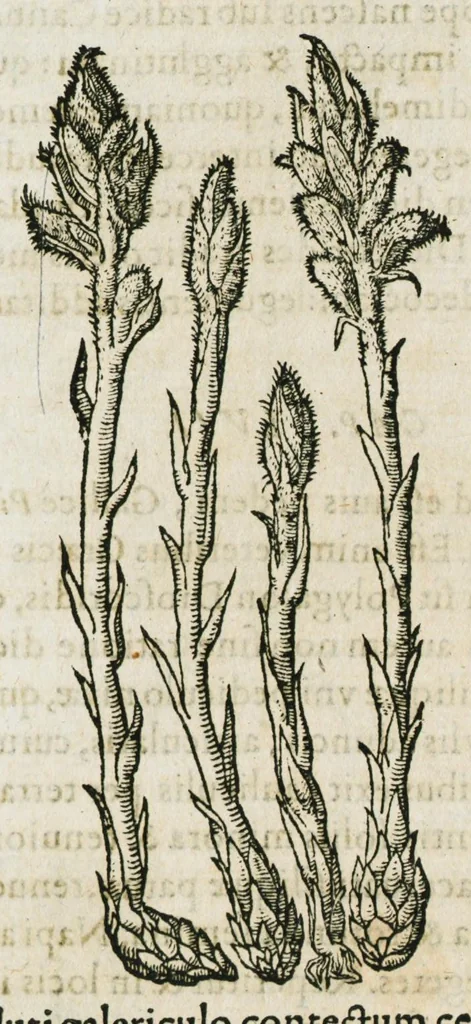 An illustration from Historia generalis plantarum : in libros XVIII per certas classes artificiose digesta, Haec plusquam mille imaginibus plantarum locupletior superioribus, omnes propemodum quae ab antiquis scriptoribus, Graecis, Latinis, Arabibus, nominantur: necnon eas quae in orientis atque Occidentis partibus, ante seculum nostrum incognitis, repertae fuerunt, tibi exhibet ; habes etiam earundem plantarum peculiaria diversis nationibus nomina: habes amplas descriptiones, è quibus singularum genus, formam, ubi crescant et quo tempore vigeant, natiorum temperamentum, vires denique in Medicina proprias cognosces., 1587, leaf 501
