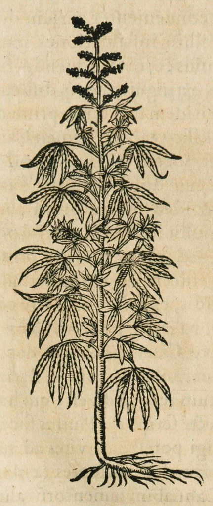 An illustration from Historia generalis plantarum : in libros XVIII per certas classes artificiose digesta, Haec plusquam mille imaginibus plantarum locupletior superioribus, omnes propemodum quae ab antiquis scriptoribus, Graecis, Latinis, Arabibus, nominantur: necnon eas quae in orientis atque Occidentis partibus, ante seculum nostrum incognitis, repertae fuerunt, tibi exhibet ; habes etiam earundem plantarum peculiaria diversis nationibus nomina: habes amplas descriptiones, è quibus singularum genus, formam, ubi crescant et quo tempore vigeant, natiorum temperamentum, vires denique in Medicina proprias cognosces., 1587, leaf 513