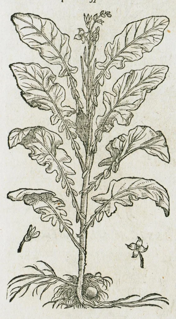 An illustration from Historia generalis plantarum : in libros XVIII per certas classes artificiose digesta, Haec plusquam mille imaginibus plantarum locupletior superioribus, omnes propemodum quae ab antiquis scriptoribus, Graecis, Latinis, Arabibus, nominantur: necnon eas quae in orientis atque Occidentis partibus, ante seculum nostrum incognitis, repertae fuerunt, tibi exhibet ; habes etiam earundem plantarum peculiaria diversis nationibus nomina: habes amplas descriptiones, è quibus singularum genus, formam, ubi crescant et quo tempore vigeant, natiorum temperamentum, vires denique in Medicina proprias cognosces., 1587, leaf 539