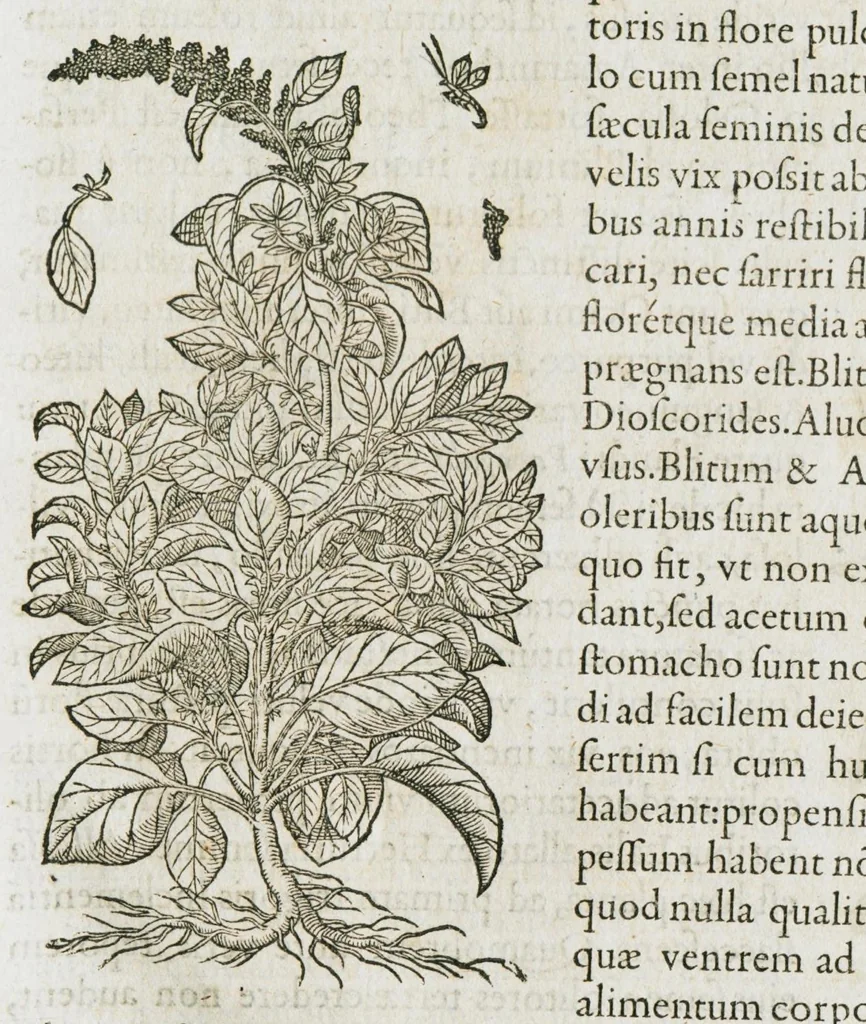 An illustration from Historia generalis plantarum : in libros XVIII per certas classes artificiose digesta, Haec plusquam mille imaginibus plantarum locupletior superioribus, omnes propemodum quae ab antiquis scriptoribus, Graecis, Latinis, Arabibus, nominantur: necnon eas quae in orientis atque Occidentis partibus, ante seculum nostrum incognitis, repertae fuerunt, tibi exhibet ; habes etiam earundem plantarum peculiaria diversis nationibus nomina: habes amplas descriptiones, è quibus singularum genus, formam, ubi crescant et quo tempore vigeant, natiorum temperamentum, vires denique in Medicina proprias cognosces., 1587, leaf 555