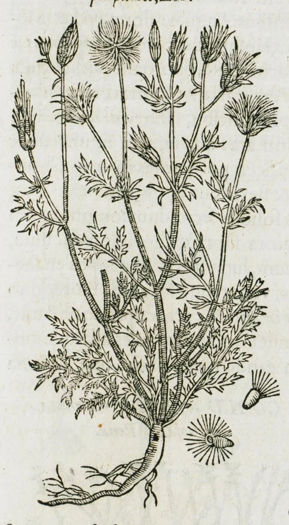 An illustration from Historia generalis plantarum : in libros XVIII per certas classes artificiose digesta, Haec plusquam mille imaginibus plantarum locupletior superioribus, omnes propemodum quae ab antiquis scriptoribus, Graecis, Latinis, Arabibus, nominantur: necnon eas quae in orientis atque Occidentis partibus, ante seculum nostrum incognitis, repertae fuerunt, tibi exhibet ; habes etiam earundem plantarum peculiaria diversis nationibus nomina: habes amplas descriptiones, è quibus singularum genus, formam, ubi crescant et quo tempore vigeant, natiorum temperamentum, vires denique in Medicina proprias cognosces., 1587, leaf 583