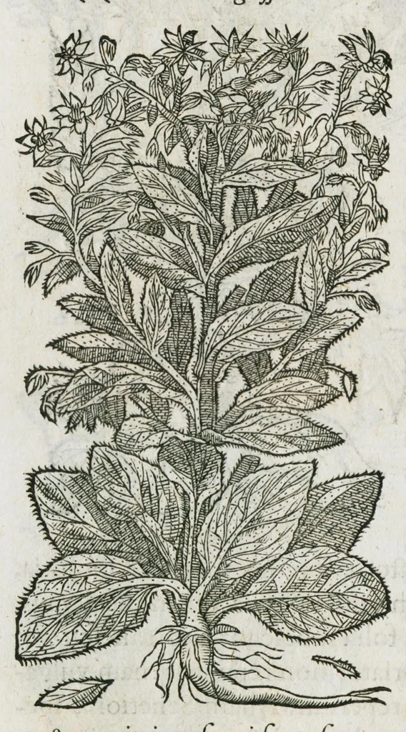 An illustration from Historia generalis plantarum : in libros XVIII per certas classes artificiose digesta, Haec plusquam mille imaginibus plantarum locupletior superioribus, omnes propemodum quae ab antiquis scriptoribus, Graecis, Latinis, Arabibus, nominantur: necnon eas quae in orientis atque Occidentis partibus, ante seculum nostrum incognitis, repertae fuerunt, tibi exhibet ; habes etiam earundem plantarum peculiaria diversis nationibus nomina: habes amplas descriptiones, è quibus singularum genus, formam, ubi crescant et quo tempore vigeant, natiorum temperamentum, vires denique in Medicina proprias cognosces., 1587, leaf 594