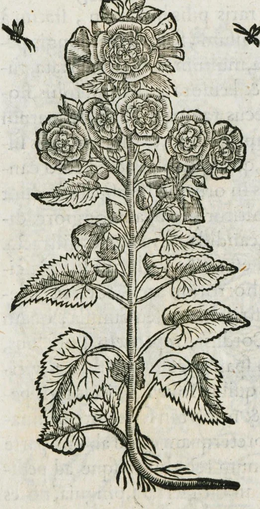 An illustration from Historia generalis plantarum : in libros XVIII per certas classes artificiose digesta, Haec plusquam mille imaginibus plantarum locupletior superioribus, omnes propemodum quae ab antiquis scriptoribus, Graecis, Latinis, Arabibus, nominantur: necnon eas quae in orientis atque Occidentis partibus, ante seculum nostrum incognitis, repertae fuerunt, tibi exhibet ; habes etiam earundem plantarum peculiaria diversis nationibus nomina: habes amplas descriptiones, è quibus singularum genus, formam, ubi crescant et quo tempore vigeant, natiorum temperamentum, vires denique in Medicina proprias cognosces., 1587, leaf 604