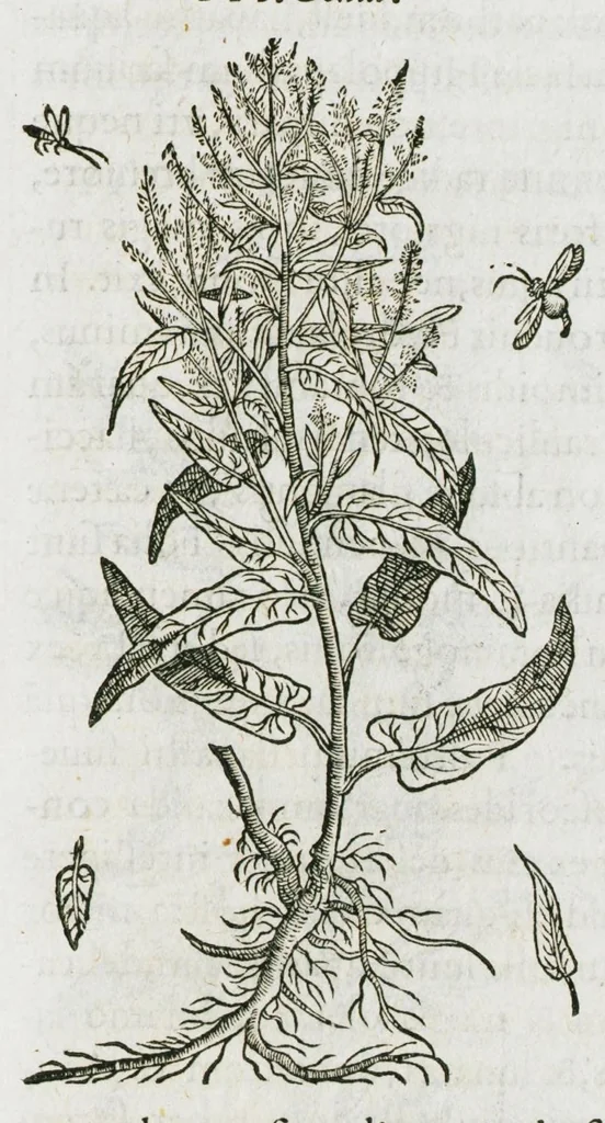 An illustration from Historia generalis plantarum : in libros XVIII per certas classes artificiose digesta, Haec plusquam mille imaginibus plantarum locupletior superioribus, omnes propemodum quae ab antiquis scriptoribus, Graecis, Latinis, Arabibus, nominantur: necnon eas quae in orientis atque Occidentis partibus, ante seculum nostrum incognitis, repertae fuerunt, tibi exhibet ; habes etiam earundem plantarum peculiaria diversis nationibus nomina: habes amplas descriptiones, è quibus singularum genus, formam, ubi crescant et quo tempore vigeant, natiorum temperamentum, vires denique in Medicina proprias cognosces., 1587, leaf 619