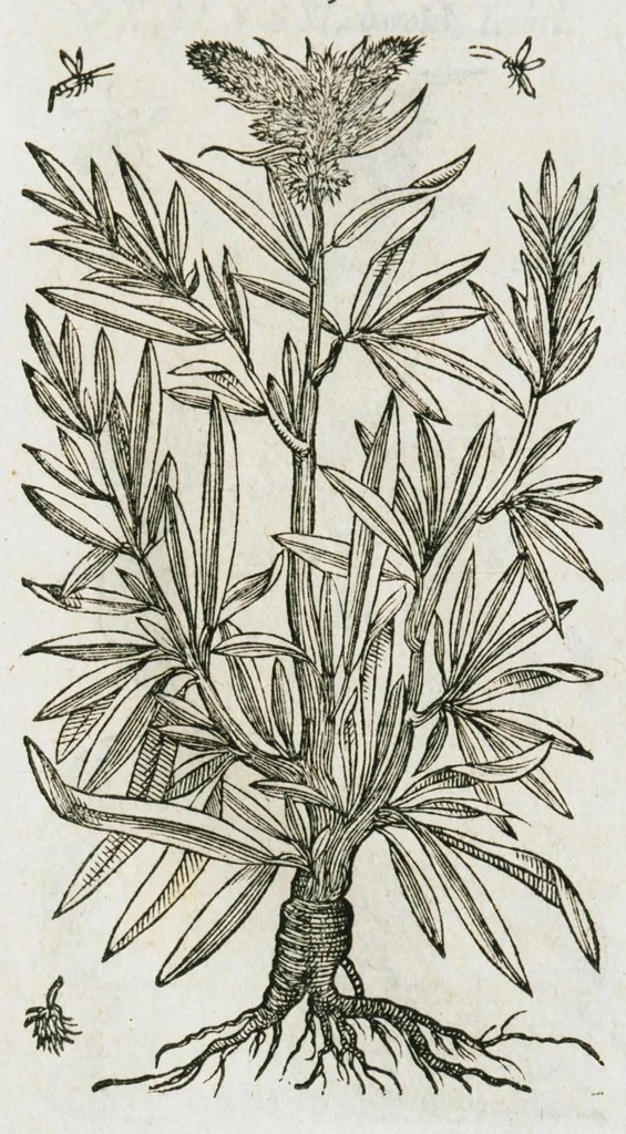An illustration from Historia generalis plantarum : in libros XVIII per certas classes artificiose digesta, Haec plusquam mille imaginibus plantarum locupletior superioribus, omnes propemodum quae ab antiquis scriptoribus, Graecis, Latinis, Arabibus, nominantur: necnon eas quae in orientis atque Occidentis partibus, ante seculum nostrum incognitis, repertae fuerunt, tibi exhibet ; habes etiam earundem plantarum peculiaria diversis nationibus nomina: habes amplas descriptiones, è quibus singularum genus, formam, ubi crescant et quo tempore vigeant, natiorum temperamentum, vires denique in Medicina proprias cognosces., 1587, leaf 619