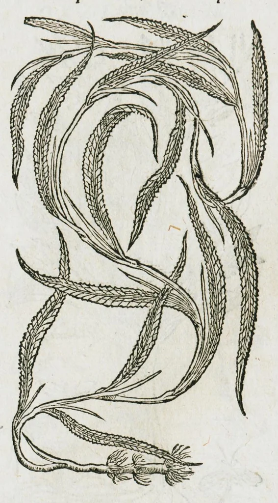 An illustration from Historia generalis plantarum : in libros XVIII per certas classes artificiose digesta, Haec plusquam mille imaginibus plantarum locupletior superioribus, omnes propemodum quae ab antiquis scriptoribus, Graecis, Latinis, Arabibus, nominantur: necnon eas quae in orientis atque Occidentis partibus, ante seculum nostrum incognitis, repertae fuerunt, tibi exhibet ; habes etiam earundem plantarum peculiaria diversis nationibus nomina: habes amplas descriptiones, è quibus singularum genus, formam, ubi crescant et quo tempore vigeant, natiorum temperamentum, vires denique in Medicina proprias cognosces., 1587, leaf 619