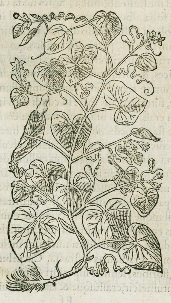 An illustration from Historia generalis plantarum : in libros XVIII per certas classes artificiose digesta, Haec plusquam mille imaginibus plantarum locupletior superioribus, omnes propemodum quae ab antiquis scriptoribus, Graecis, Latinis, Arabibus, nominantur: necnon eas quae in orientis atque Occidentis partibus, ante seculum nostrum incognitis, repertae fuerunt, tibi exhibet ; habes etiam earundem plantarum peculiaria diversis nationibus nomina: habes amplas descriptiones, è quibus singularum genus, formam, ubi crescant et quo tempore vigeant, natiorum temperamentum, vires denique in Medicina proprias cognosces., 1587, leaf 632