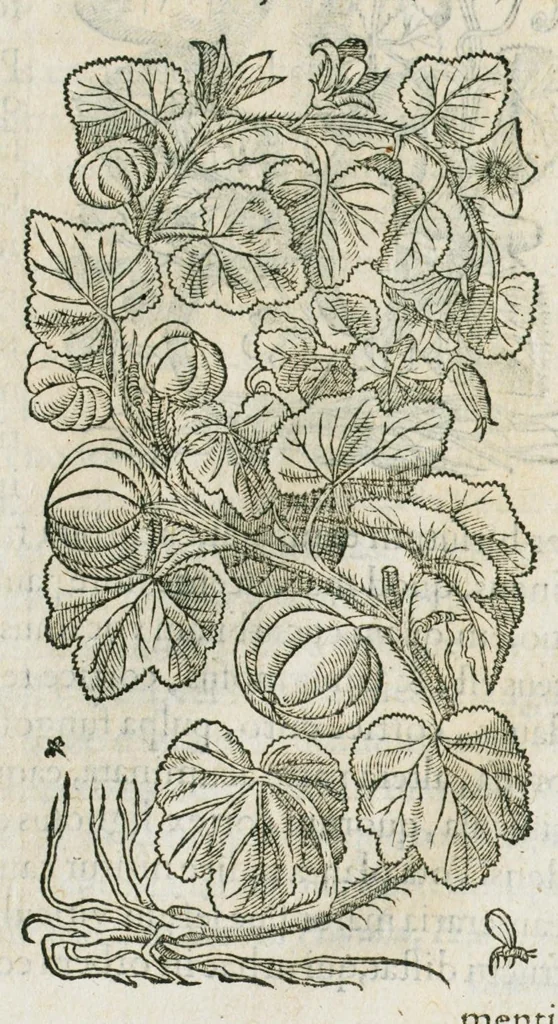 An illustration from Historia generalis plantarum : in libros XVIII per certas classes artificiose digesta, Haec plusquam mille imaginibus plantarum locupletior superioribus, omnes propemodum quae ab antiquis scriptoribus, Graecis, Latinis, Arabibus, nominantur: necnon eas quae in orientis atque Occidentis partibus, ante seculum nostrum incognitis, repertae fuerunt, tibi exhibet ; habes etiam earundem plantarum peculiaria diversis nationibus nomina: habes amplas descriptiones, è quibus singularum genus, formam, ubi crescant et quo tempore vigeant, natiorum temperamentum, vires denique in Medicina proprias cognosces., 1587, leaf 632