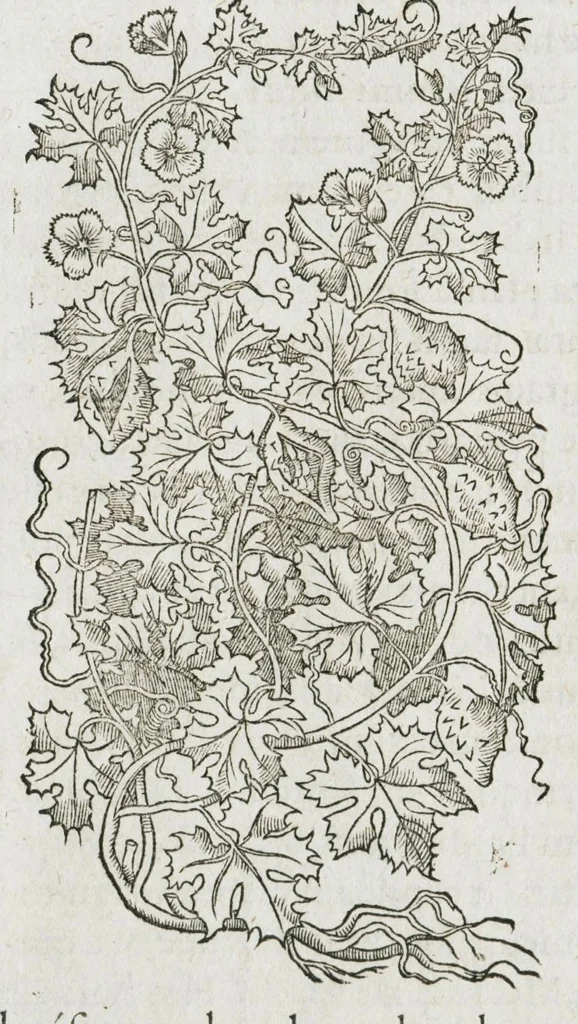 An illustration from Historia generalis plantarum : in libros XVIII per certas classes artificiose digesta, Haec plusquam mille imaginibus plantarum locupletior superioribus, omnes propemodum quae ab antiquis scriptoribus, Graecis, Latinis, Arabibus, nominantur: necnon eas quae in orientis atque Occidentis partibus, ante seculum nostrum incognitis, repertae fuerunt, tibi exhibet ; habes etiam earundem plantarum peculiaria diversis nationibus nomina: habes amplas descriptiones, è quibus singularum genus, formam, ubi crescant et quo tempore vigeant, natiorum temperamentum, vires denique in Medicina proprias cognosces., 1587, leaf 646