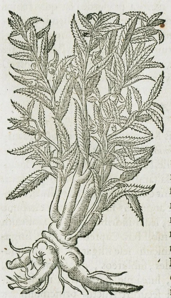 An illustration from Historia generalis plantarum : in libros XVIII per certas classes artificiose digesta, Haec plusquam mille imaginibus plantarum locupletior superioribus, omnes propemodum quae ab antiquis scriptoribus, Graecis, Latinis, Arabibus, nominantur: necnon eas quae in orientis atque Occidentis partibus, ante seculum nostrum incognitis, repertae fuerunt, tibi exhibet ; habes etiam earundem plantarum peculiaria diversis nationibus nomina: habes amplas descriptiones, è quibus singularum genus, formam, ubi crescant et quo tempore vigeant, natiorum temperamentum, vires denique in Medicina proprias cognosces., 1587, leaf 646