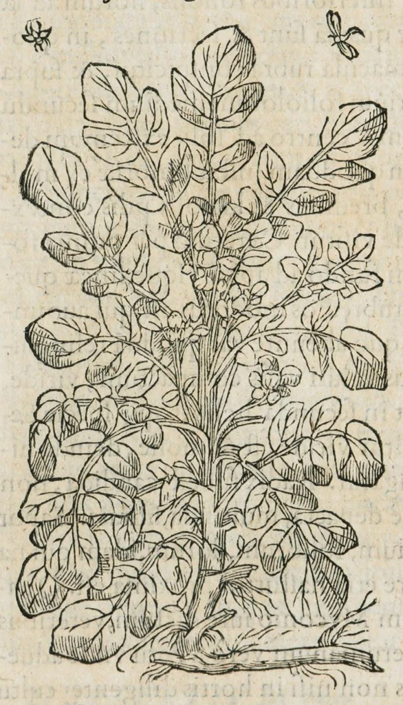 An illustration from Historia generalis plantarum : in libros XVIII per certas classes artificiose digesta, Haec plusquam mille imaginibus plantarum locupletior superioribus, omnes propemodum quae ab antiquis scriptoribus, Graecis, Latinis, Arabibus, nominantur: necnon eas quae in orientis atque Occidentis partibus, ante seculum nostrum incognitis, repertae fuerunt, tibi exhibet ; habes etiam earundem plantarum peculiaria diversis nationibus nomina: habes amplas descriptiones, è quibus singularum genus, formam, ubi crescant et quo tempore vigeant, natiorum temperamentum, vires denique in Medicina proprias cognosces., 1587, leaf 674