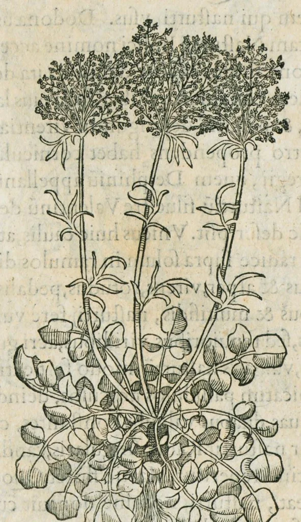 An illustration from Historia generalis plantarum : in libros XVIII per certas classes artificiose digesta, Haec plusquam mille imaginibus plantarum locupletior superioribus, omnes propemodum quae ab antiquis scriptoribus, Graecis, Latinis, Arabibus, nominantur: necnon eas quae in orientis atque Occidentis partibus, ante seculum nostrum incognitis, repertae fuerunt, tibi exhibet ; habes etiam earundem plantarum peculiaria diversis nationibus nomina: habes amplas descriptiones, è quibus singularum genus, formam, ubi crescant et quo tempore vigeant, natiorum temperamentum, vires denique in Medicina proprias cognosces., 1587, leaf 674