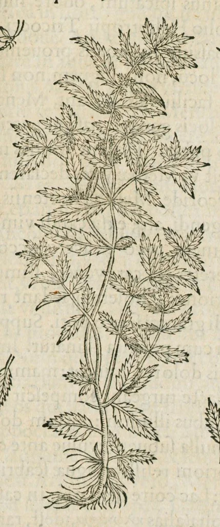 An illustration from Historia generalis plantarum : in libros XVIII per certas classes artificiose digesta, Haec plusquam mille imaginibus plantarum locupletior superioribus, omnes propemodum quae ab antiquis scriptoribus, Graecis, Latinis, Arabibus, nominantur: necnon eas quae in orientis atque Occidentis partibus, ante seculum nostrum incognitis, repertae fuerunt, tibi exhibet ; habes etiam earundem plantarum peculiaria diversis nationibus nomina: habes amplas descriptiones, è quibus singularum genus, formam, ubi crescant et quo tempore vigeant, natiorum temperamentum, vires denique in Medicina proprias cognosces., 1587, leaf 689