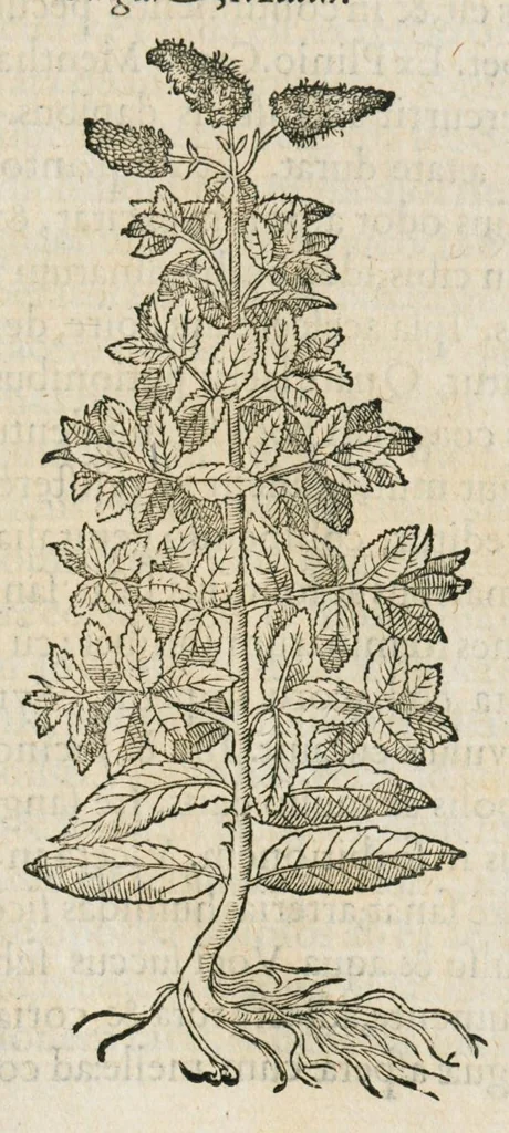 An illustration from Historia generalis plantarum : in libros XVIII per certas classes artificiose digesta, Haec plusquam mille imaginibus plantarum locupletior superioribus, omnes propemodum quae ab antiquis scriptoribus, Graecis, Latinis, Arabibus, nominantur: necnon eas quae in orientis atque Occidentis partibus, ante seculum nostrum incognitis, repertae fuerunt, tibi exhibet ; habes etiam earundem plantarum peculiaria diversis nationibus nomina: habes amplas descriptiones, è quibus singularum genus, formam, ubi crescant et quo tempore vigeant, natiorum temperamentum, vires denique in Medicina proprias cognosces., 1587, leaf 689