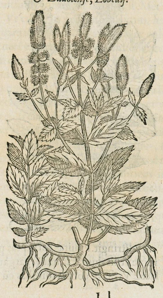 An illustration from Historia generalis plantarum : in libros XVIII per certas classes artificiose digesta, Haec plusquam mille imaginibus plantarum locupletior superioribus, omnes propemodum quae ab antiquis scriptoribus, Graecis, Latinis, Arabibus, nominantur: necnon eas quae in orientis atque Occidentis partibus, ante seculum nostrum incognitis, repertae fuerunt, tibi exhibet ; habes etiam earundem plantarum peculiaria diversis nationibus nomina: habes amplas descriptiones, è quibus singularum genus, formam, ubi crescant et quo tempore vigeant, natiorum temperamentum, vires denique in Medicina proprias cognosces., 1587, leaf 689