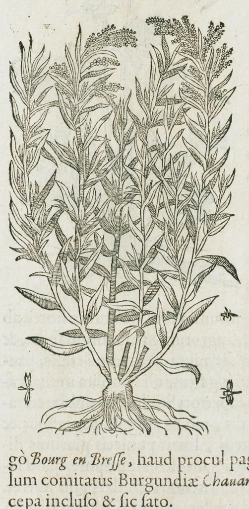 An illustration from Historia generalis plantarum : in libros XVIII per certas classes artificiose digesta, Haec plusquam mille imaginibus plantarum locupletior superioribus, omnes propemodum quae ab antiquis scriptoribus, Graecis, Latinis, Arabibus, nominantur: necnon eas quae in orientis atque Occidentis partibus, ante seculum nostrum incognitis, repertae fuerunt, tibi exhibet ; habes etiam earundem plantarum peculiaria diversis nationibus nomina: habes amplas descriptiones, è quibus singularum genus, formam, ubi crescant et quo tempore vigeant, natiorum temperamentum, vires denique in Medicina proprias cognosces., 1587, leaf 701