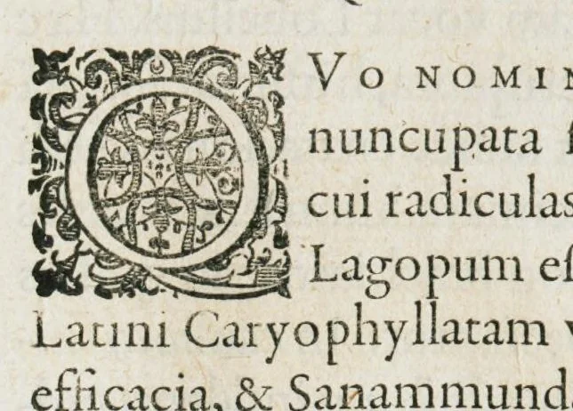 An illustration from Historia generalis plantarum : in libros XVIII per certas classes artificiose digesta, Haec plusquam mille imaginibus plantarum locupletior superioribus, omnes propemodum quae ab antiquis scriptoribus, Graecis, Latinis, Arabibus, nominantur: necnon eas quae in orientis atque Occidentis partibus, ante seculum nostrum incognitis, repertae fuerunt, tibi exhibet ; habes etiam earundem plantarum peculiaria diversis nationibus nomina: habes amplas descriptiones, è quibus singularum genus, formam, ubi crescant et quo tempore vigeant, natiorum temperamentum, vires denique in Medicina proprias cognosces., 1587, leaf 701