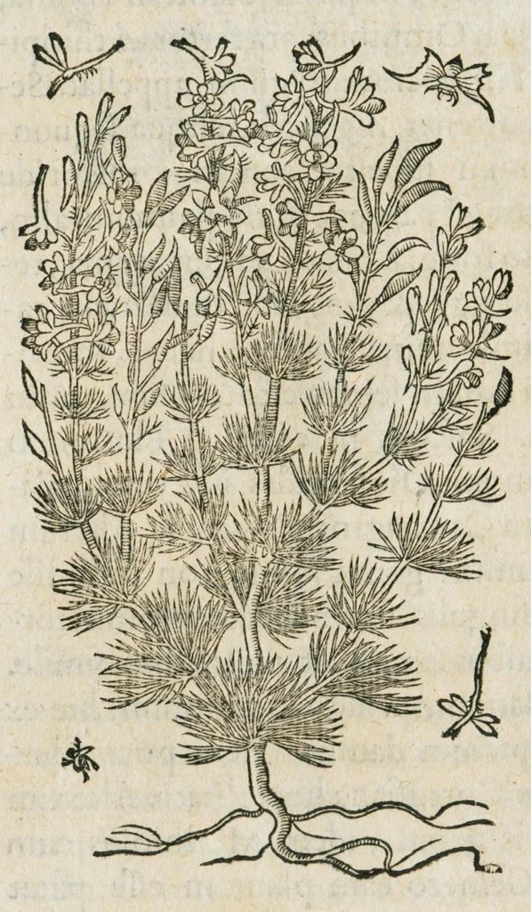 An illustration from Historia generalis plantarum : in libros XVIII per certas classes artificiose digesta, Haec plusquam mille imaginibus plantarum locupletior superioribus, omnes propemodum quae ab antiquis scriptoribus, Graecis, Latinis, Arabibus, nominantur: necnon eas quae in orientis atque Occidentis partibus, ante seculum nostrum incognitis, repertae fuerunt, tibi exhibet ; habes etiam earundem plantarum peculiaria diversis nationibus nomina: habes amplas descriptiones, è quibus singularum genus, formam, ubi crescant et quo tempore vigeant, natiorum temperamentum, vires denique in Medicina proprias cognosces., 1587, leaf 714