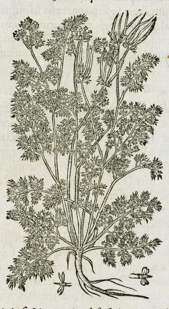 An illustration from Historia generalis plantarum : in libros XVIII per certas classes artificiose digesta, Haec plusquam mille imaginibus plantarum locupletior superioribus, omnes propemodum quae ab antiquis scriptoribus, Graecis, Latinis, Arabibus, nominantur: necnon eas quae in orientis atque Occidentis partibus, ante seculum nostrum incognitis, repertae fuerunt, tibi exhibet ; habes etiam earundem plantarum peculiaria diversis nationibus nomina: habes amplas descriptiones, è quibus singularum genus, formam, ubi crescant et quo tempore vigeant, natiorum temperamentum, vires denique in Medicina proprias cognosces., 1587, leaf 729