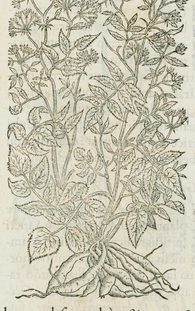 An illustration from Historia generalis plantarum : in libros XVIII per certas classes artificiose digesta, Haec plusquam mille imaginibus plantarum locupletior superioribus, omnes propemodum quae ab antiquis scriptoribus, Graecis, Latinis, Arabibus, nominantur: necnon eas quae in orientis atque Occidentis partibus, ante seculum nostrum incognitis, repertae fuerunt, tibi exhibet ; habes etiam earundem plantarum peculiaria diversis nationibus nomina: habes amplas descriptiones, è quibus singularum genus, formam, ubi crescant et quo tempore vigeant, natiorum temperamentum, vires denique in Medicina proprias cognosces., 1587, leaf 739