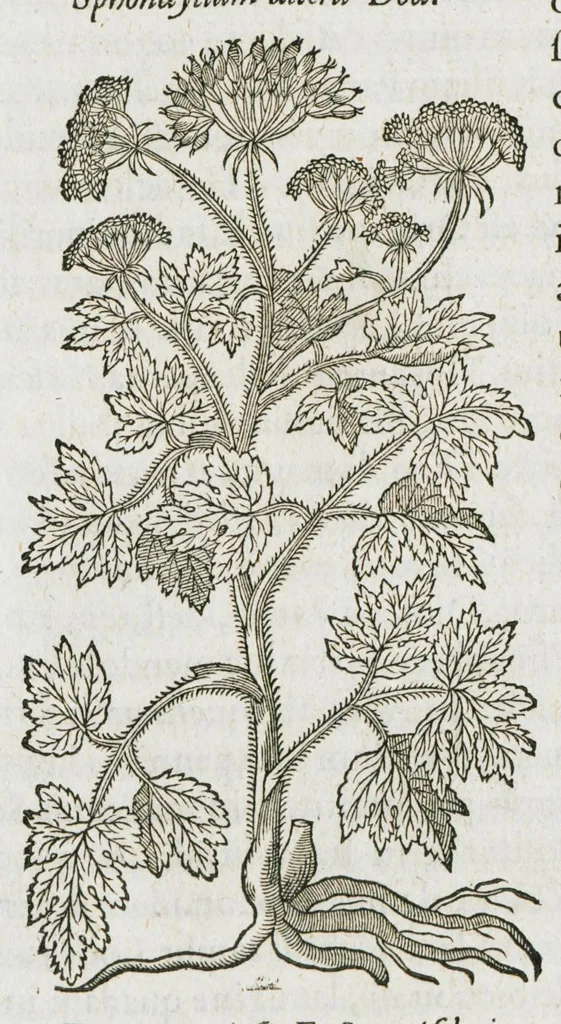An illustration from Historia generalis plantarum : in libros XVIII per certas classes artificiose digesta, Haec plusquam mille imaginibus plantarum locupletior superioribus, omnes propemodum quae ab antiquis scriptoribus, Graecis, Latinis, Arabibus, nominantur: necnon eas quae in orientis atque Occidentis partibus, ante seculum nostrum incognitis, repertae fuerunt, tibi exhibet ; habes etiam earundem plantarum peculiaria diversis nationibus nomina: habes amplas descriptiones, è quibus singularum genus, formam, ubi crescant et quo tempore vigeant, natiorum temperamentum, vires denique in Medicina proprias cognosces., 1587, leaf 756