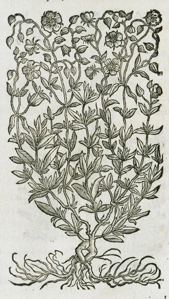 An illustration from Historia generalis plantarum : in libros XVIII per certas classes artificiose digesta, Haec plusquam mille imaginibus plantarum locupletior superioribus, omnes propemodum quae ab antiquis scriptoribus, Graecis, Latinis, Arabibus, nominantur: necnon eas quae in orientis atque Occidentis partibus, ante seculum nostrum incognitis, repertae fuerunt, tibi exhibet ; habes etiam earundem plantarum peculiaria diversis nationibus nomina: habes amplas descriptiones, è quibus singularum genus, formam, ubi crescant et quo tempore vigeant, natiorum temperamentum, vires denique in Medicina proprias cognosces., 1587, leaf 756