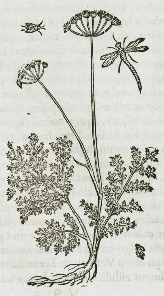An illustration from Historia generalis plantarum : in libros XVIII per certas classes artificiose digesta, Haec plusquam mille imaginibus plantarum locupletior superioribus, omnes propemodum quae ab antiquis scriptoribus, Graecis, Latinis, Arabibus, nominantur: necnon eas quae in orientis atque Occidentis partibus, ante seculum nostrum incognitis, repertae fuerunt, tibi exhibet ; habes etiam earundem plantarum peculiaria diversis nationibus nomina: habes amplas descriptiones, è quibus singularum genus, formam, ubi crescant et quo tempore vigeant, natiorum temperamentum, vires denique in Medicina proprias cognosces., 1587, leaf 756