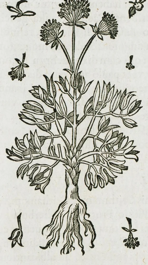 An illustration from Historia generalis plantarum : in libros XVIII per certas classes artificiose digesta, Haec plusquam mille imaginibus plantarum locupletior superioribus, omnes propemodum quae ab antiquis scriptoribus, Graecis, Latinis, Arabibus, nominantur: necnon eas quae in orientis atque Occidentis partibus, ante seculum nostrum incognitis, repertae fuerunt, tibi exhibet ; habes etiam earundem plantarum peculiaria diversis nationibus nomina: habes amplas descriptiones, è quibus singularum genus, formam, ubi crescant et quo tempore vigeant, natiorum temperamentum, vires denique in Medicina proprias cognosces., 1587, leaf 784