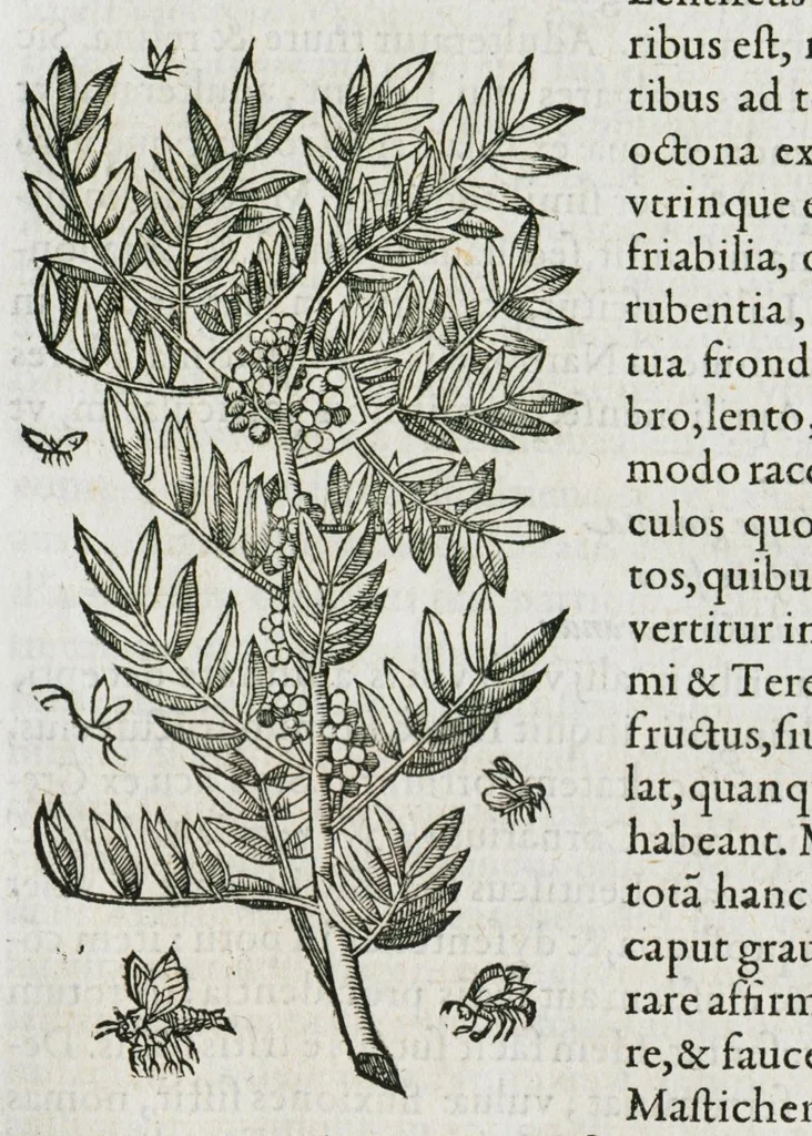 An illustration from Historia generalis plantarum : in libros XVIII per certas classes artificiose digesta, Haec plusquam mille imaginibus plantarum locupletior superioribus, omnes propemodum quae ab antiquis scriptoribus, Graecis, Latinis, Arabibus, nominantur: necnon eas quae in orientis atque Occidentis partibus, ante seculum nostrum incognitis, repertae fuerunt, tibi exhibet ; habes etiam earundem plantarum peculiaria diversis nationibus nomina: habes amplas descriptiones, è quibus singularum genus, formam, ubi crescant et quo tempore vigeant, natiorum temperamentum, vires denique in Medicina proprias cognosces., 1587, leaf 79