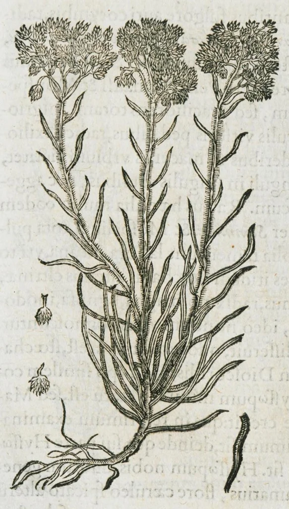 An illustration from Historia generalis plantarum : in libros XVIII per certas classes artificiose digesta, Haec plusquam mille imaginibus plantarum locupletior superioribus, omnes propemodum quae ab antiquis scriptoribus, Graecis, Latinis, Arabibus, nominantur: necnon eas quae in orientis atque Occidentis partibus, ante seculum nostrum incognitis, repertae fuerunt, tibi exhibet ; habes etiam earundem plantarum peculiaria diversis nationibus nomina: habes amplas descriptiones, è quibus singularum genus, formam, ubi crescant et quo tempore vigeant, natiorum temperamentum, vires denique in Medicina proprias cognosces., 1587, leaf 795