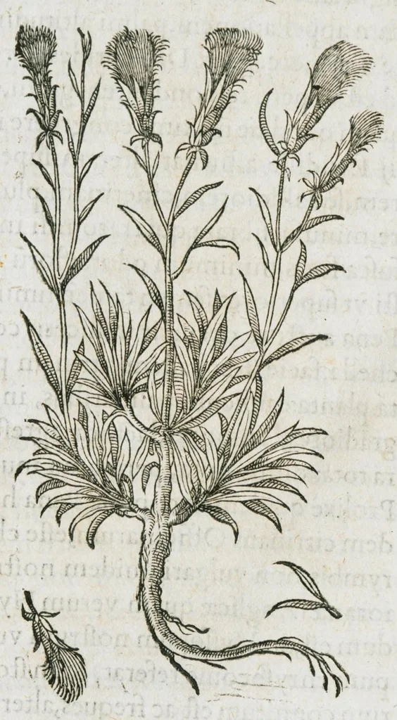 An illustration from Historia generalis plantarum : in libros XVIII per certas classes artificiose digesta, Haec plusquam mille imaginibus plantarum locupletior superioribus, omnes propemodum quae ab antiquis scriptoribus, Graecis, Latinis, Arabibus, nominantur: necnon eas quae in orientis atque Occidentis partibus, ante seculum nostrum incognitis, repertae fuerunt, tibi exhibet ; habes etiam earundem plantarum peculiaria diversis nationibus nomina: habes amplas descriptiones, è quibus singularum genus, formam, ubi crescant et quo tempore vigeant, natiorum temperamentum, vires denique in Medicina proprias cognosces., 1587, leaf 795