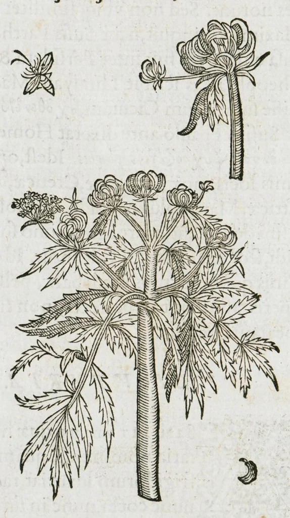 An illustration from Historia generalis plantarum : in libros XVIII per certas classes artificiose digesta, Haec plusquam mille imaginibus plantarum locupletior superioribus, omnes propemodum quae ab antiquis scriptoribus, Graecis, Latinis, Arabibus, nominantur: necnon eas quae in orientis atque Occidentis partibus, ante seculum nostrum incognitis, repertae fuerunt, tibi exhibet ; habes etiam earundem plantarum peculiaria diversis nationibus nomina: habes amplas descriptiones, è quibus singularum genus, formam, ubi crescant et quo tempore vigeant, natiorum temperamentum, vires denique in Medicina proprias cognosces., 1587, leaf 806