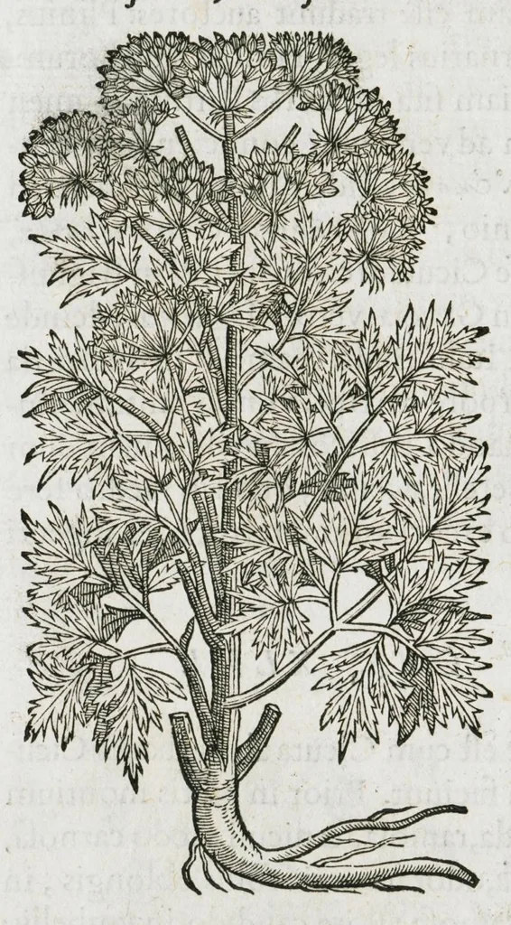 An illustration from Historia generalis plantarum : in libros XVIII per certas classes artificiose digesta, Haec plusquam mille imaginibus plantarum locupletior superioribus, omnes propemodum quae ab antiquis scriptoribus, Graecis, Latinis, Arabibus, nominantur: necnon eas quae in orientis atque Occidentis partibus, ante seculum nostrum incognitis, repertae fuerunt, tibi exhibet ; habes etiam earundem plantarum peculiaria diversis nationibus nomina: habes amplas descriptiones, è quibus singularum genus, formam, ubi crescant et quo tempore vigeant, natiorum temperamentum, vires denique in Medicina proprias cognosces., 1587, leaf 806