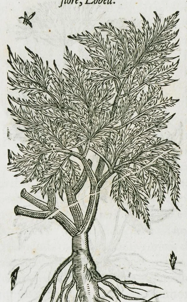 An illustration from Historia generalis plantarum : in libros XVIII per certas classes artificiose digesta, Haec plusquam mille imaginibus plantarum locupletior superioribus, omnes propemodum quae ab antiquis scriptoribus, Graecis, Latinis, Arabibus, nominantur: necnon eas quae in orientis atque Occidentis partibus, ante seculum nostrum incognitis, repertae fuerunt, tibi exhibet ; habes etiam earundem plantarum peculiaria diversis nationibus nomina: habes amplas descriptiones, è quibus singularum genus, formam, ubi crescant et quo tempore vigeant, natiorum temperamentum, vires denique in Medicina proprias cognosces., 1587, leaf 806