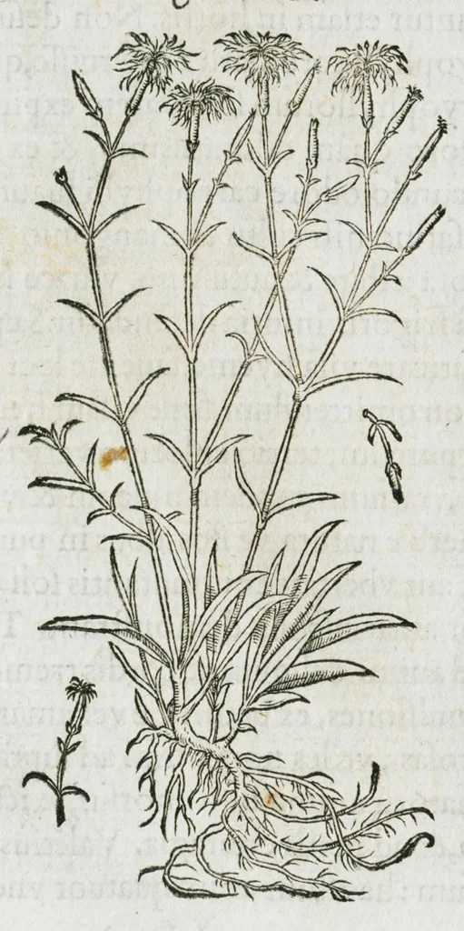 An illustration from Historia generalis plantarum : in libros XVIII per certas classes artificiose digesta, Haec plusquam mille imaginibus plantarum locupletior superioribus, omnes propemodum quae ab antiquis scriptoribus, Graecis, Latinis, Arabibus, nominantur: necnon eas quae in orientis atque Occidentis partibus, ante seculum nostrum incognitis, repertae fuerunt, tibi exhibet ; habes etiam earundem plantarum peculiaria diversis nationibus nomina: habes amplas descriptiones, è quibus singularum genus, formam, ubi crescant et quo tempore vigeant, natiorum temperamentum, vires denique in Medicina proprias cognosces., 1587, leaf 824