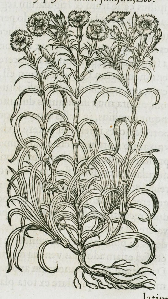 An illustration from Historia generalis plantarum : in libros XVIII per certas classes artificiose digesta, Haec plusquam mille imaginibus plantarum locupletior superioribus, omnes propemodum quae ab antiquis scriptoribus, Graecis, Latinis, Arabibus, nominantur: necnon eas quae in orientis atque Occidentis partibus, ante seculum nostrum incognitis, repertae fuerunt, tibi exhibet ; habes etiam earundem plantarum peculiaria diversis nationibus nomina: habes amplas descriptiones, è quibus singularum genus, formam, ubi crescant et quo tempore vigeant, natiorum temperamentum, vires denique in Medicina proprias cognosces., 1587, leaf 824