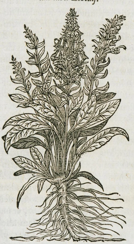 An illustration from Historia generalis plantarum : in libros XVIII per certas classes artificiose digesta, Haec plusquam mille imaginibus plantarum locupletior superioribus, omnes propemodum quae ab antiquis scriptoribus, Graecis, Latinis, Arabibus, nominantur: necnon eas quae in orientis atque Occidentis partibus, ante seculum nostrum incognitis, repertae fuerunt, tibi exhibet ; habes etiam earundem plantarum peculiaria diversis nationibus nomina: habes amplas descriptiones, è quibus singularum genus, formam, ubi crescant et quo tempore vigeant, natiorum temperamentum, vires denique in Medicina proprias cognosces., 1587, leaf 847