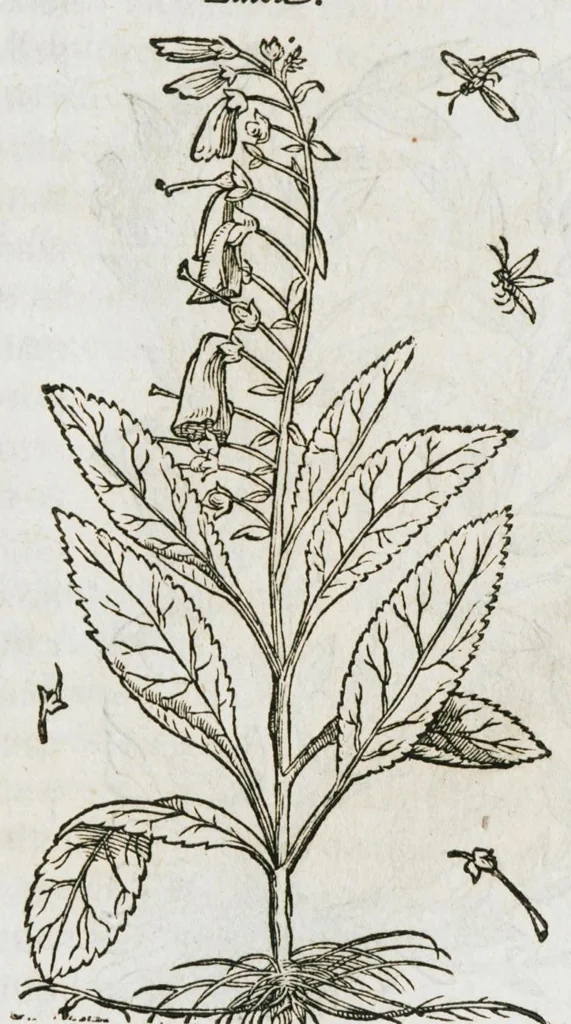 An illustration from Historia generalis plantarum : in libros XVIII per certas classes artificiose digesta, Haec plusquam mille imaginibus plantarum locupletior superioribus, omnes propemodum quae ab antiquis scriptoribus, Graecis, Latinis, Arabibus, nominantur: necnon eas quae in orientis atque Occidentis partibus, ante seculum nostrum incognitis, repertae fuerunt, tibi exhibet ; habes etiam earundem plantarum peculiaria diversis nationibus nomina: habes amplas descriptiones, è quibus singularum genus, formam, ubi crescant et quo tempore vigeant, natiorum temperamentum, vires denique in Medicina proprias cognosces., 1587, leaf 847