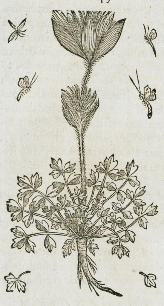 An illustration from Historia generalis plantarum : in libros XVIII per certas classes artificiose digesta, Haec plusquam mille imaginibus plantarum locupletior superioribus, omnes propemodum quae ab antiquis scriptoribus, Graecis, Latinis, Arabibus, nominantur: necnon eas quae in orientis atque Occidentis partibus, ante seculum nostrum incognitis, repertae fuerunt, tibi exhibet ; habes etiam earundem plantarum peculiaria diversis nationibus nomina: habes amplas descriptiones, è quibus singularum genus, formam, ubi crescant et quo tempore vigeant, natiorum temperamentum, vires denique in Medicina proprias cognosces., 1587, leaf 867