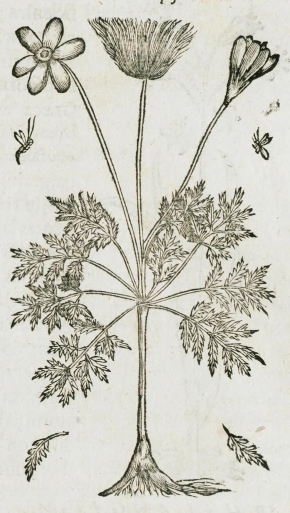 An illustration from Historia generalis plantarum : in libros XVIII per certas classes artificiose digesta, Haec plusquam mille imaginibus plantarum locupletior superioribus, omnes propemodum quae ab antiquis scriptoribus, Graecis, Latinis, Arabibus, nominantur: necnon eas quae in orientis atque Occidentis partibus, ante seculum nostrum incognitis, repertae fuerunt, tibi exhibet ; habes etiam earundem plantarum peculiaria diversis nationibus nomina: habes amplas descriptiones, è quibus singularum genus, formam, ubi crescant et quo tempore vigeant, natiorum temperamentum, vires denique in Medicina proprias cognosces., 1587, leaf 867