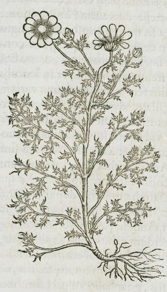 An illustration from Historia generalis plantarum : in libros XVIII per certas classes artificiose digesta, Haec plusquam mille imaginibus plantarum locupletior superioribus, omnes propemodum quae ab antiquis scriptoribus, Graecis, Latinis, Arabibus, nominantur: necnon eas quae in orientis atque Occidentis partibus, ante seculum nostrum incognitis, repertae fuerunt, tibi exhibet ; habes etiam earundem plantarum peculiaria diversis nationibus nomina: habes amplas descriptiones, è quibus singularum genus, formam, ubi crescant et quo tempore vigeant, natiorum temperamentum, vires denique in Medicina proprias cognosces., 1587, leaf 879