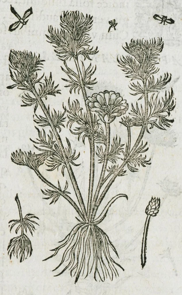 An illustration from Historia generalis plantarum : in libros XVIII per certas classes artificiose digesta, Haec plusquam mille imaginibus plantarum locupletior superioribus, omnes propemodum quae ab antiquis scriptoribus, Graecis, Latinis, Arabibus, nominantur: necnon eas quae in orientis atque Occidentis partibus, ante seculum nostrum incognitis, repertae fuerunt, tibi exhibet ; habes etiam earundem plantarum peculiaria diversis nationibus nomina: habes amplas descriptiones, è quibus singularum genus, formam, ubi crescant et quo tempore vigeant, natiorum temperamentum, vires denique in Medicina proprias cognosces., 1587, leaf 879
