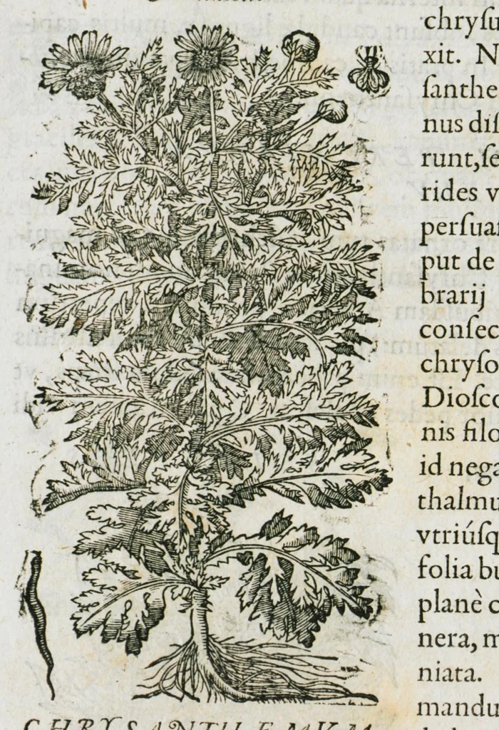 An illustration from Historia generalis plantarum : in libros XVIII per certas classes artificiose digesta, Haec plusquam mille imaginibus plantarum locupletior superioribus, omnes propemodum quae ab antiquis scriptoribus, Graecis, Latinis, Arabibus, nominantur: necnon eas quae in orientis atque Occidentis partibus, ante seculum nostrum incognitis, repertae fuerunt, tibi exhibet ; habes etiam earundem plantarum peculiaria diversis nationibus nomina: habes amplas descriptiones, è quibus singularum genus, formam, ubi crescant et quo tempore vigeant, natiorum temperamentum, vires denique in Medicina proprias cognosces., 1587, leaf 889