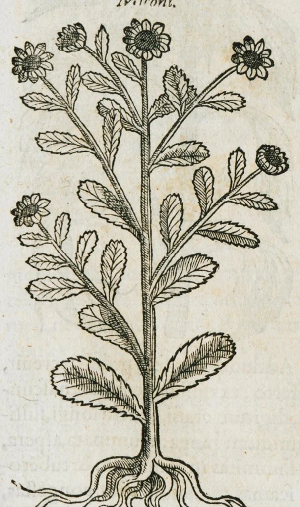 An illustration from Historia generalis plantarum : in libros XVIII per certas classes artificiose digesta, Haec plusquam mille imaginibus plantarum locupletior superioribus, omnes propemodum quae ab antiquis scriptoribus, Graecis, Latinis, Arabibus, nominantur: necnon eas quae in orientis atque Occidentis partibus, ante seculum nostrum incognitis, repertae fuerunt, tibi exhibet ; habes etiam earundem plantarum peculiaria diversis nationibus nomina: habes amplas descriptiones, è quibus singularum genus, formam, ubi crescant et quo tempore vigeant, natiorum temperamentum, vires denique in Medicina proprias cognosces., 1587, leaf 889