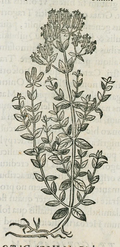 An illustration from Historia generalis plantarum : in libros XVIII per certas classes artificiose digesta, Haec plusquam mille imaginibus plantarum locupletior superioribus, omnes propemodum quae ab antiquis scriptoribus, Graecis, Latinis, Arabibus, nominantur: necnon eas quae in orientis atque Occidentis partibus, ante seculum nostrum incognitis, repertae fuerunt, tibi exhibet ; habes etiam earundem plantarum peculiaria diversis nationibus nomina: habes amplas descriptiones, è quibus singularum genus, formam, ubi crescant et quo tempore vigeant, natiorum temperamentum, vires denique in Medicina proprias cognosces., 1587, leaf 903