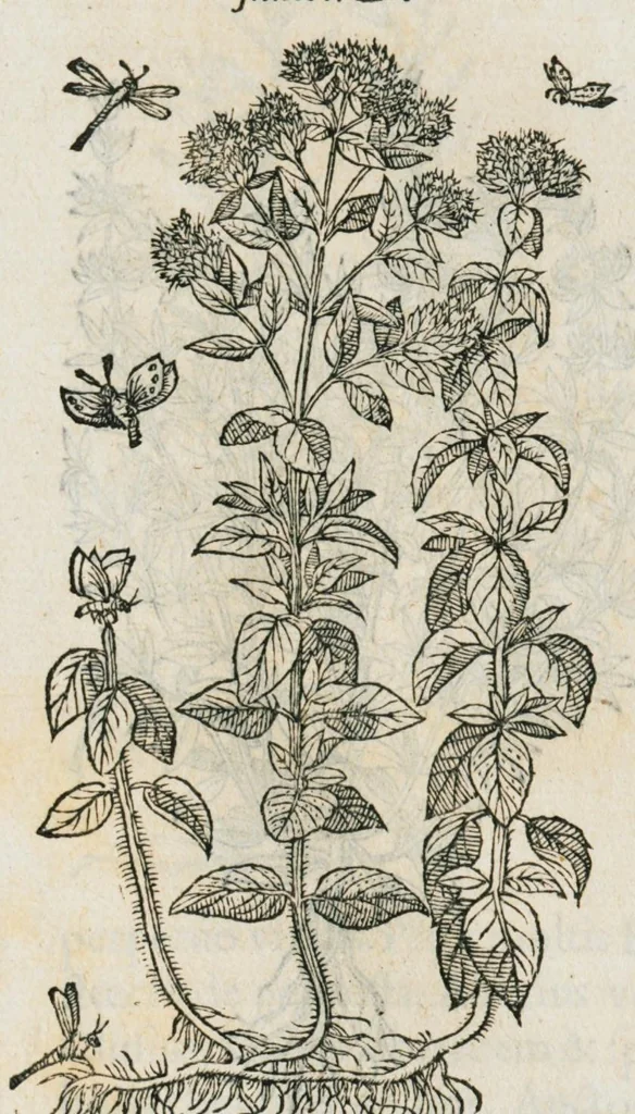 An illustration from Historia generalis plantarum : in libros XVIII per certas classes artificiose digesta, Haec plusquam mille imaginibus plantarum locupletior superioribus, omnes propemodum quae ab antiquis scriptoribus, Graecis, Latinis, Arabibus, nominantur: necnon eas quae in orientis atque Occidentis partibus, ante seculum nostrum incognitis, repertae fuerunt, tibi exhibet ; habes etiam earundem plantarum peculiaria diversis nationibus nomina: habes amplas descriptiones, è quibus singularum genus, formam, ubi crescant et quo tempore vigeant, natiorum temperamentum, vires denique in Medicina proprias cognosces., 1587, leaf 903