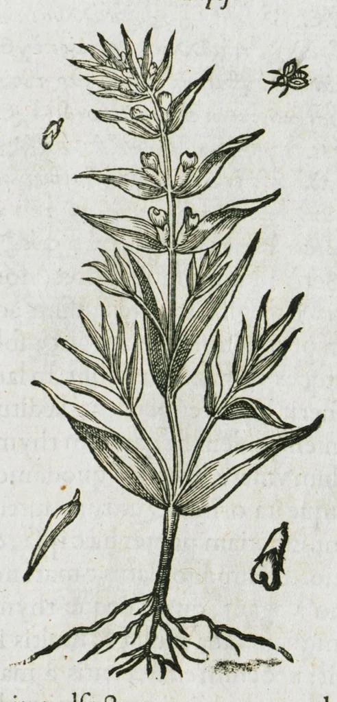 An illustration from Historia generalis plantarum : in libros XVIII per certas classes artificiose digesta, Haec plusquam mille imaginibus plantarum locupletior superioribus, omnes propemodum quae ab antiquis scriptoribus, Graecis, Latinis, Arabibus, nominantur: necnon eas quae in orientis atque Occidentis partibus, ante seculum nostrum incognitis, repertae fuerunt, tibi exhibet ; habes etiam earundem plantarum peculiaria diversis nationibus nomina: habes amplas descriptiones, è quibus singularum genus, formam, ubi crescant et quo tempore vigeant, natiorum temperamentum, vires denique in Medicina proprias cognosces., 1587, leaf 915